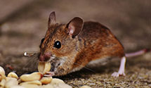 24 Hour & Emergency Exterminators in Westover, MD